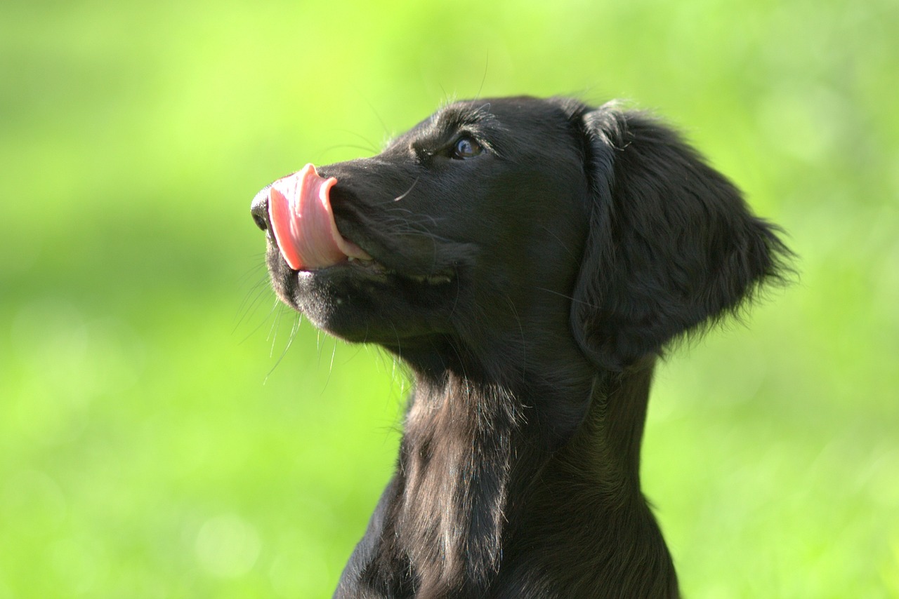 Cost of a Flat-Coated Retriever Puppy by US Region [2024]