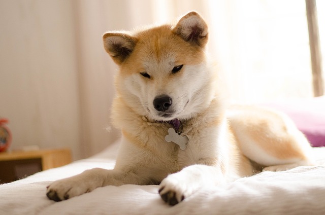 The 6 Most Unique Qualities of Akitas