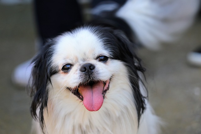 Ultimate Japanese Chin Puppy Shopping List: Checklist of 23 Must-Have Items