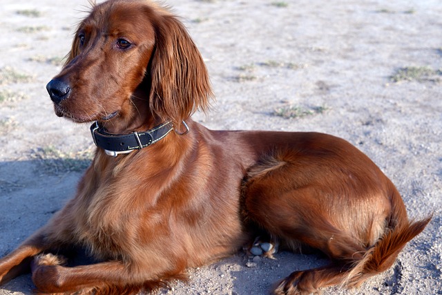 Ultimate Irish Setter Puppy Shopping List: Checklist of 23 Must-Have Items