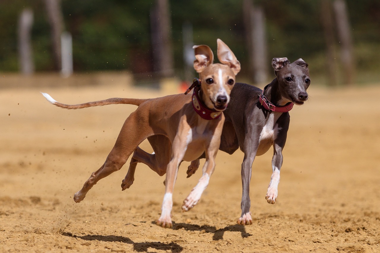 The 7 Most Unusual Habits of Greyhounds
