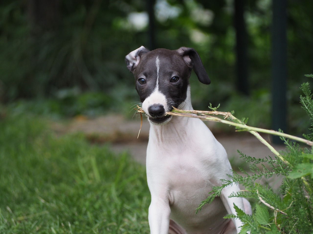 Shops mini italian greyhound price