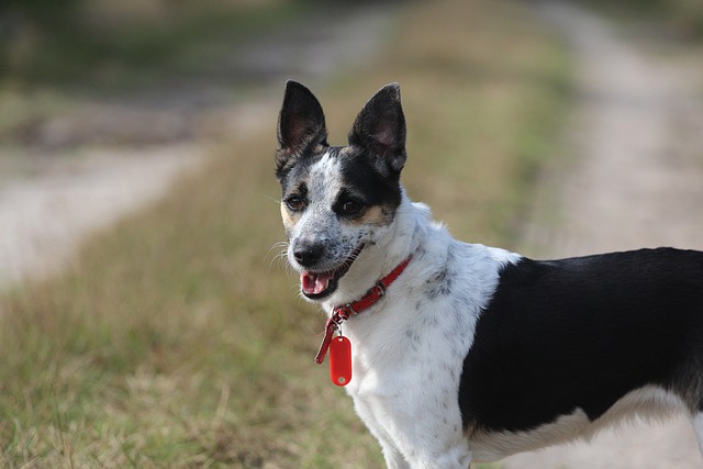 Ultimate Rat Terrier Puppy Shopping List: Checklist of 23 Must-Have Items