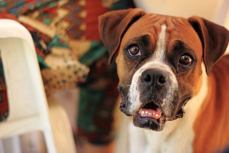 The 10 Best Behaved Dog Breeds