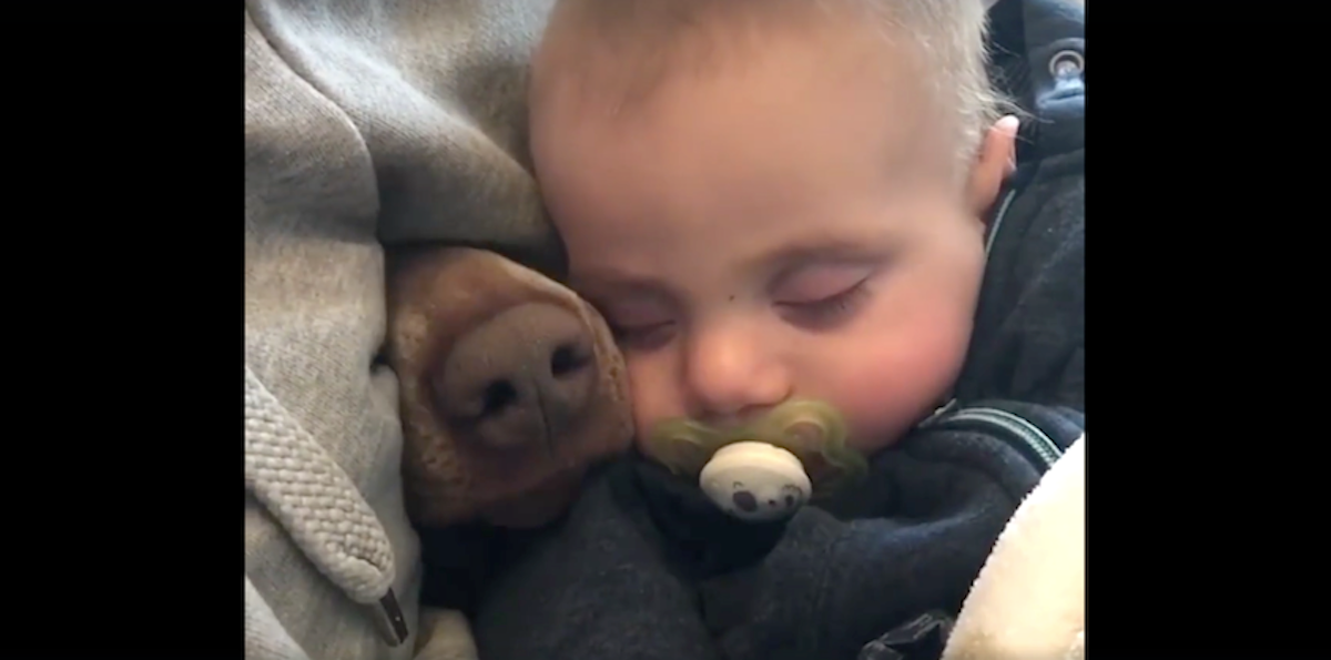 Mom’s Filming The Baby Taking A Nap When A Nose Pokes Through Beside Him thumbnail