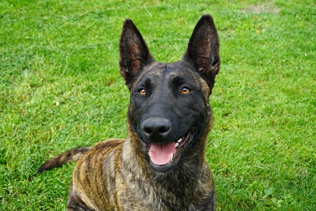 Ultimate Dutch Shepherd Puppy Shopping List: Checklist of 23 Must-Have Items