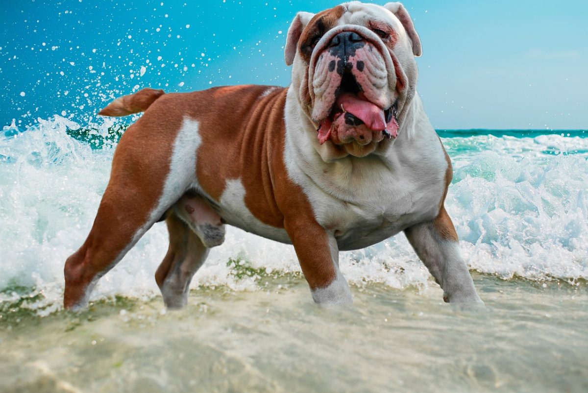 A dog with striking features and elegance, perfectly embodying the spirit of beauty and charm.