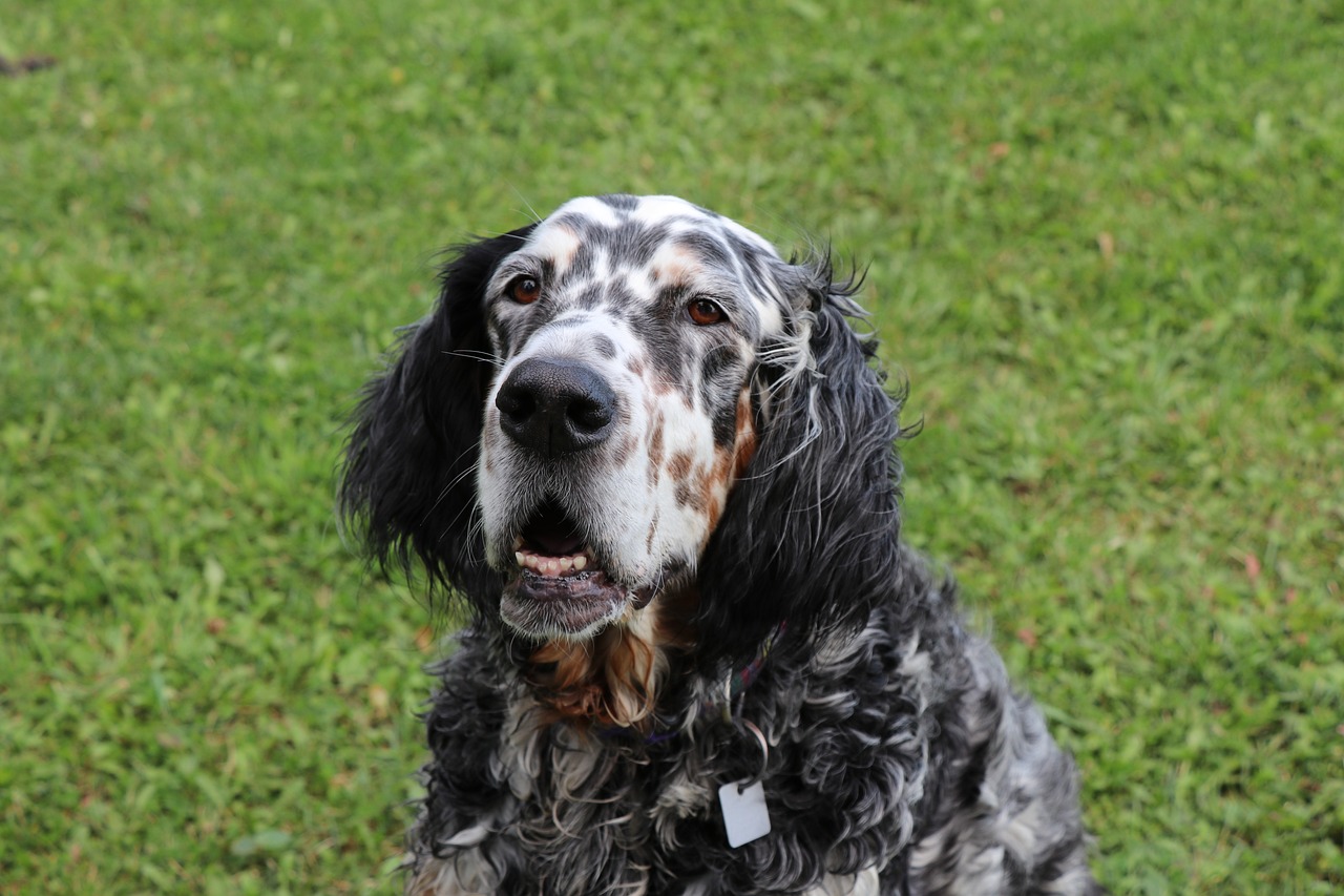 Male & Female English Setter Weights & Heights by Age