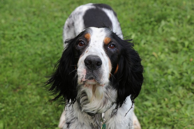 Ultimate English Setter Puppy Shopping List: Checklist of 23 Must-Have Items
