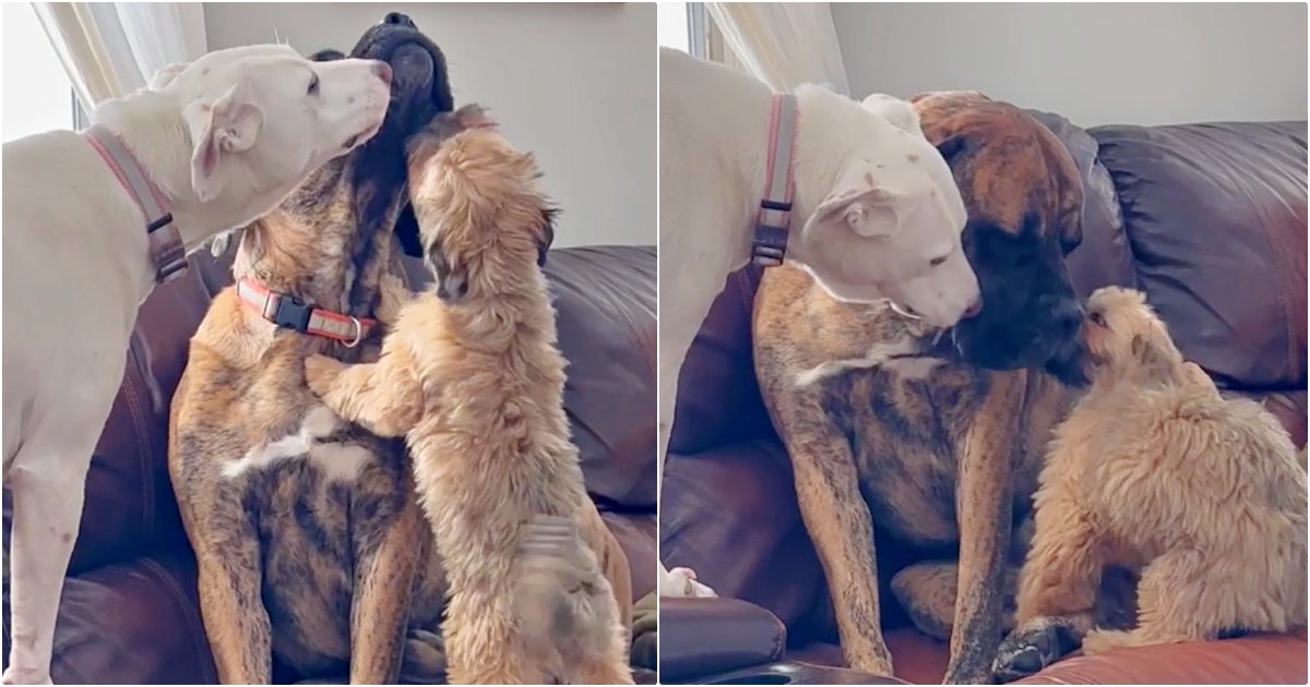 Dogs Take Care Of Their Anxious Sibling Whenever Panic Sets In