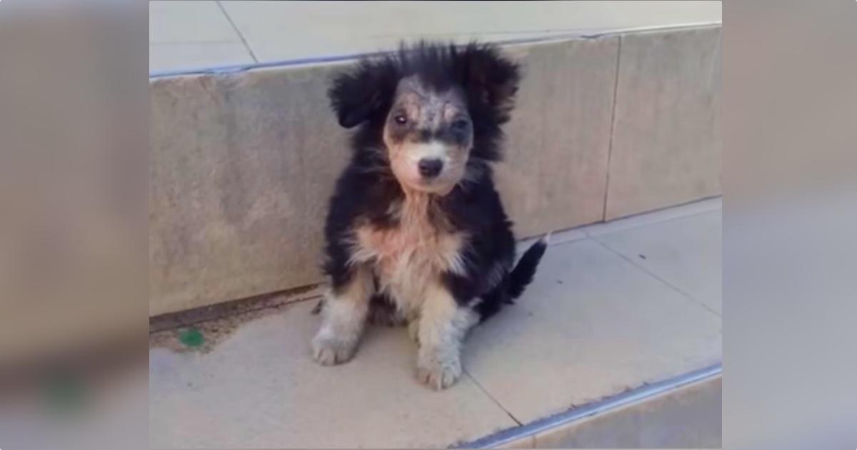 Hurried Shoppers Rush Around Puppy Sitting On Supermarket Steps
