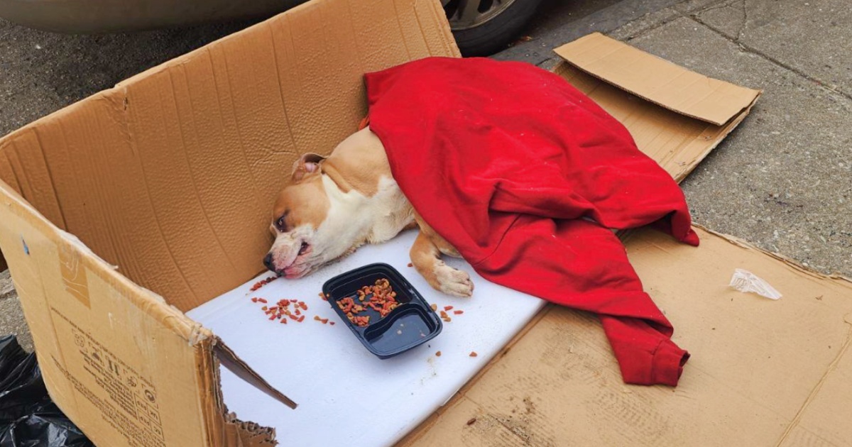 Kind-Soul Peels Open A 'Moving Trash Bag' To Free Dog Encased Inside