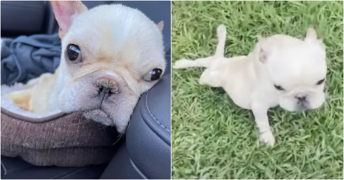 Store Sold ‘Healthy’ Puppy For 7k Who Deteriorated Rapidly, They Didn’t Care