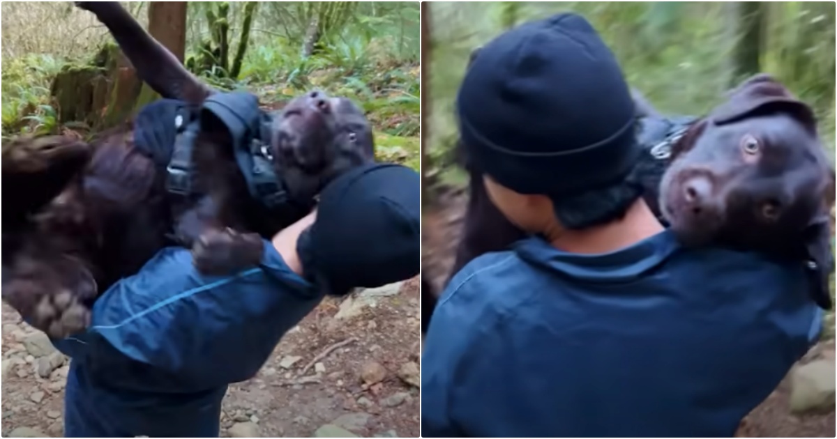 Enjoyable Hike Turns Frightening After Lab Gets Hurt And Must Be Carried Down