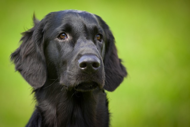 Ultimate Flat-Coated Retriever Puppy Shopping List: Checklist of 23 Must-Have Items