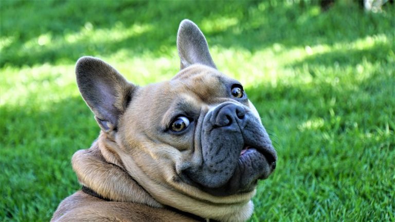 french-bulldog-4278114_1280-768x432