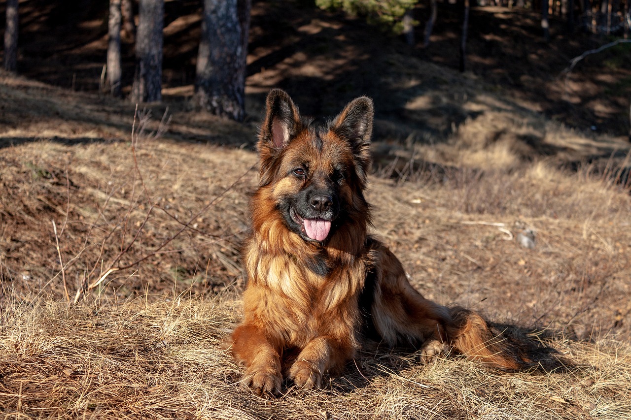 25 Things to Love About German Shepherds