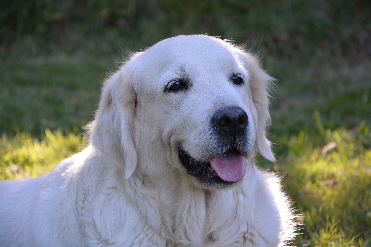 golden-retriever-2645991_1280