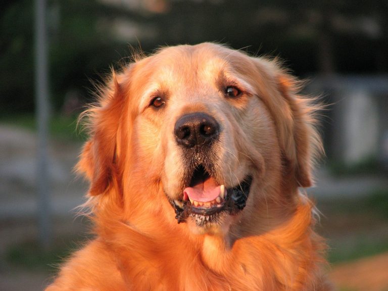 golden retriever-86030_1280-768x576