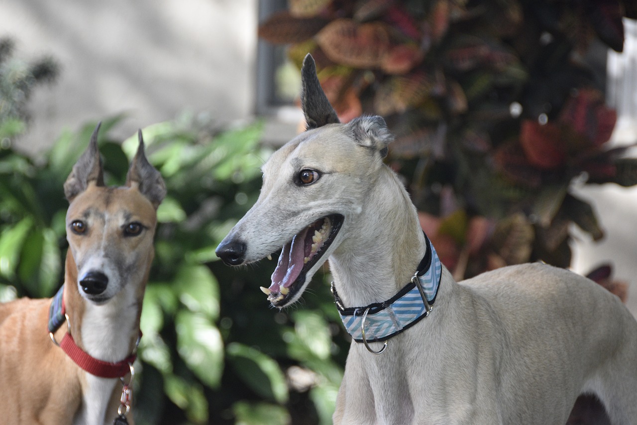 25 Things to Love About Greyhounds