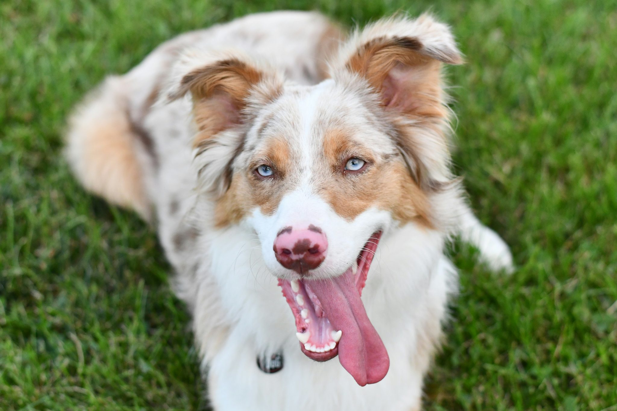 The 10 Best Behaved Dog Breeds