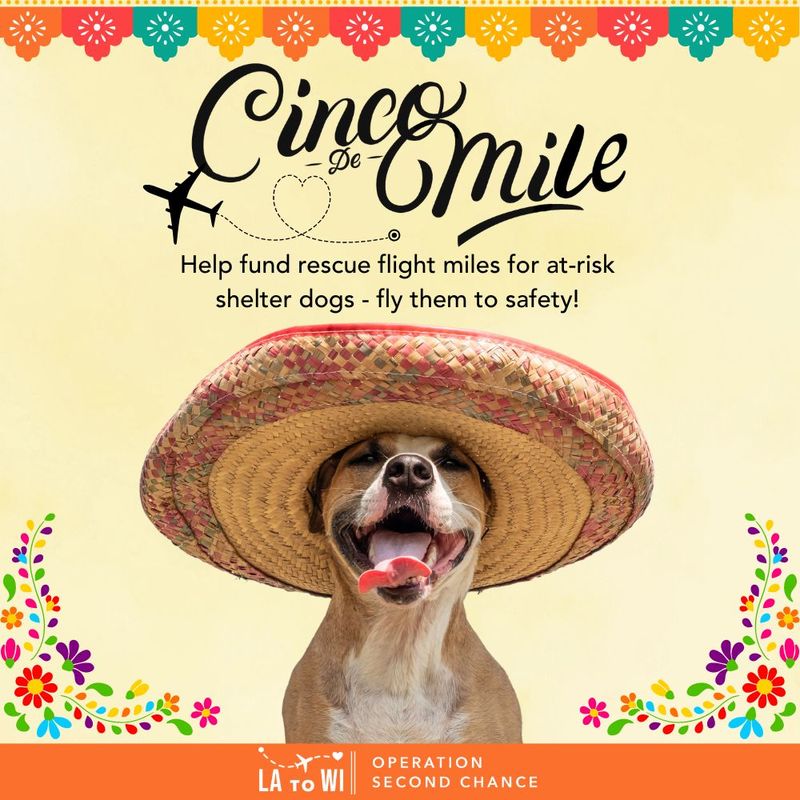 Cinco de Mile 2024 Flight – Donate To Help Shelter Dogs Fly To Safety