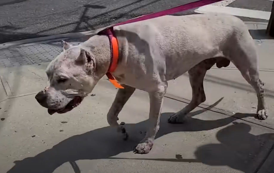 Loyal Dog Found Next To His Owner Who Passed Away, Didn't Leave His ...