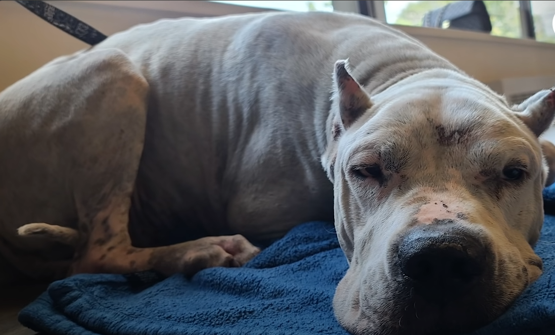 Loyal Dog Found Next To His Owner Who Passed Away, Didn't Leave His ...