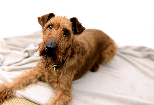 Ultimate Irish Terrier Puppy Shopping List: Checklist of 23 Must-Have Items