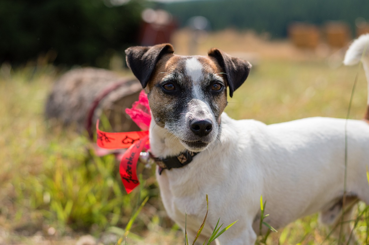 25 Things to Love About Jack Russell Terriers