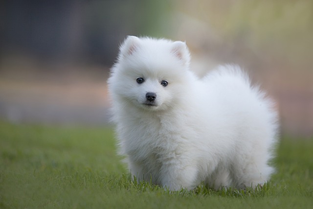 Ultimate Japanese Spitz Puppy Shopping List: Checklist of 23 Must-Have Items