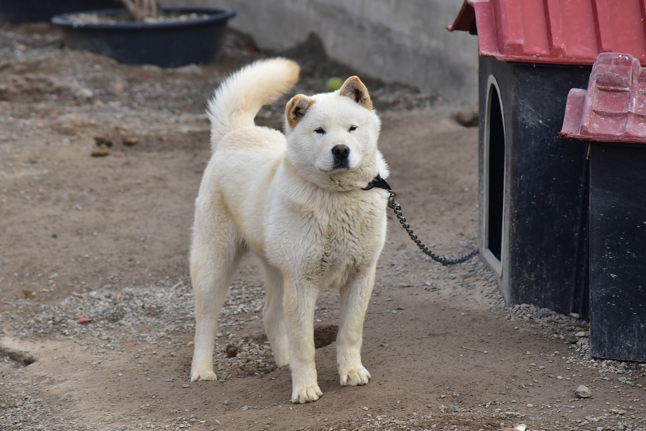 Male & Female Jindo Weights & Heights by Age