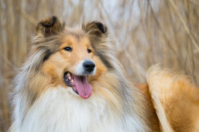 long-haired-collie-5766447_1280-1-768x512
