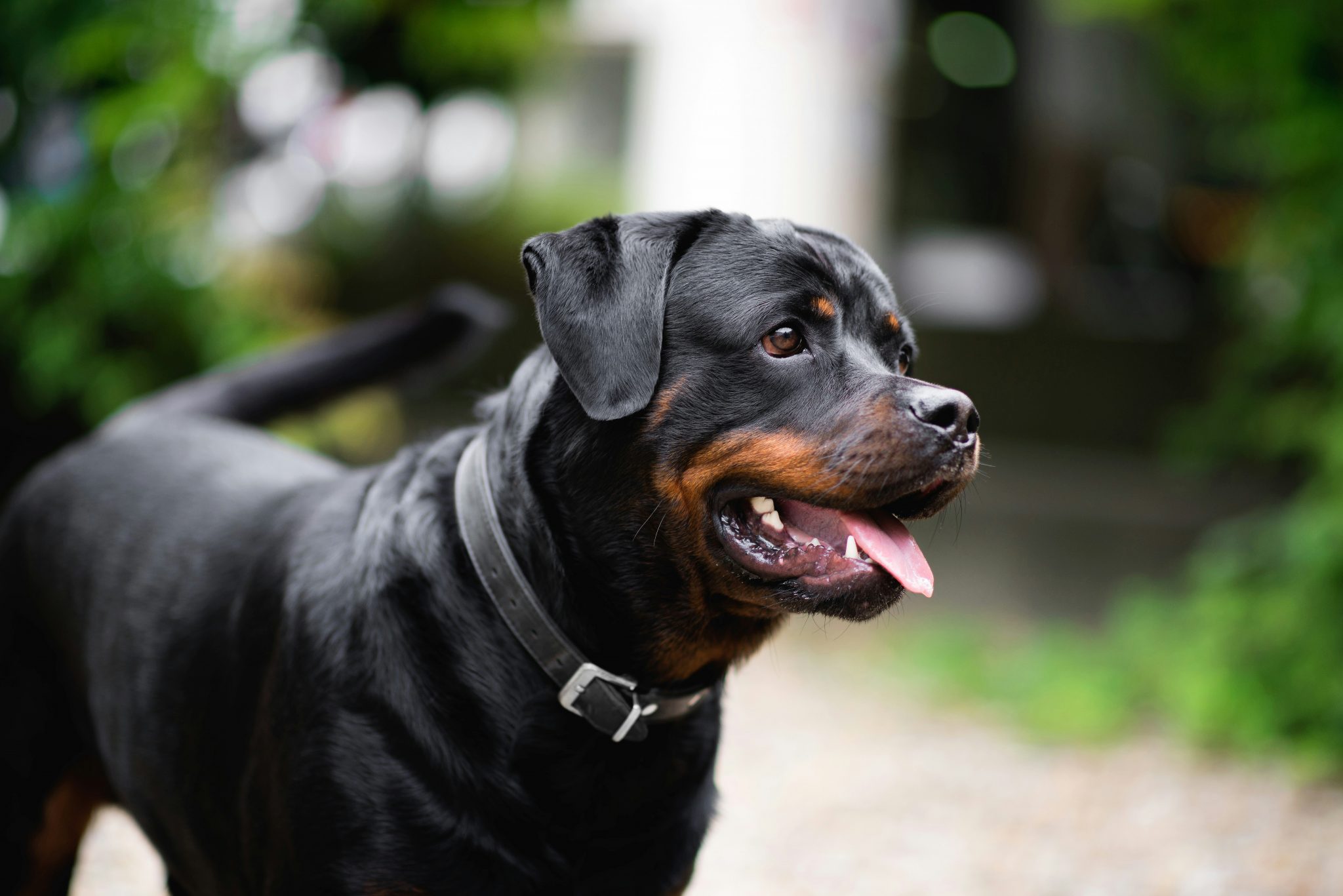 25 Things To Love About Rottweilers → K-9 Specialist