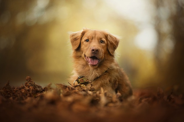 Ultimate Nova Scotia Duck Tolling Retrievers Puppy Shopping List: Checklist of 23 Must-Have Items