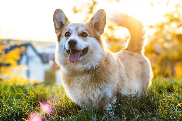 pembroke-welsh-corgi-7551481_1280-768x512