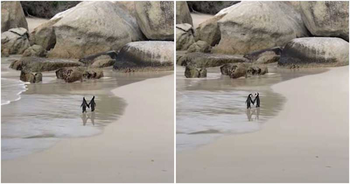Penguin Couple Spotted ‘Romantically’ Holding Hands While Walking Along Beach thumbnail