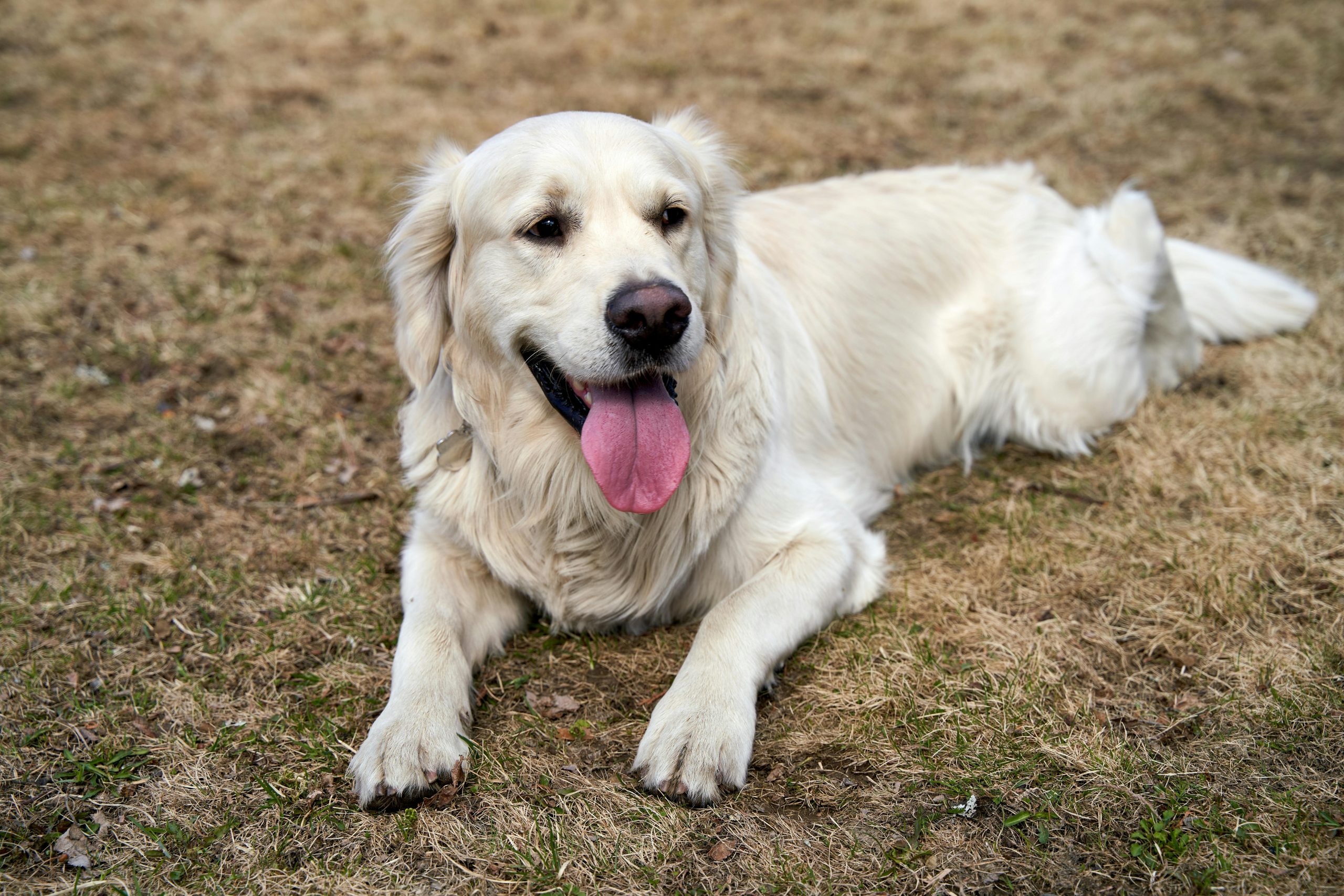 The ten Maximum Extroverted Canine Breeds