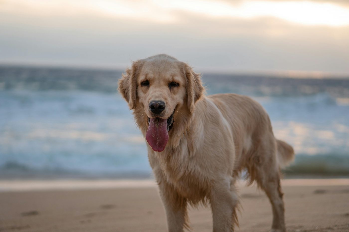 The 8 Best Water-Loving Dog Breeds for Beach Goers