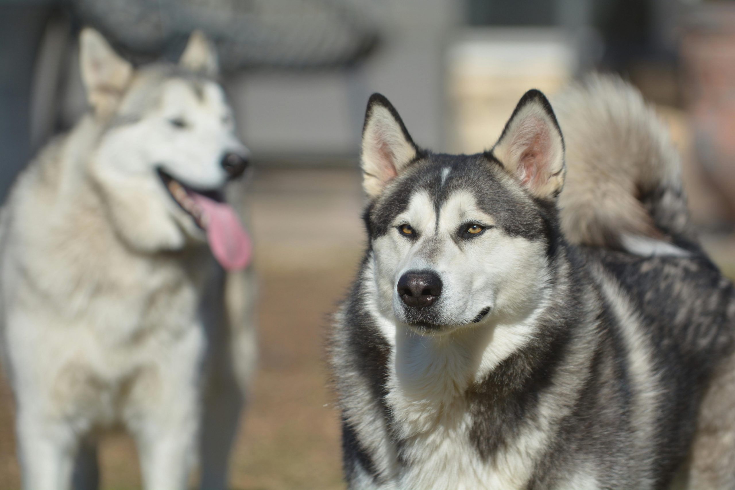 25 Things to Love About an Alaskan Malamutes