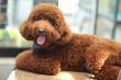 The 10 Best Behaved Dog Breeds