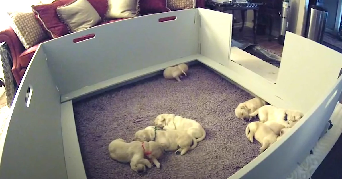 Puppy Wakes Up And Can’t Find Mama, But She Comes Over To Make It All Better thumbnail