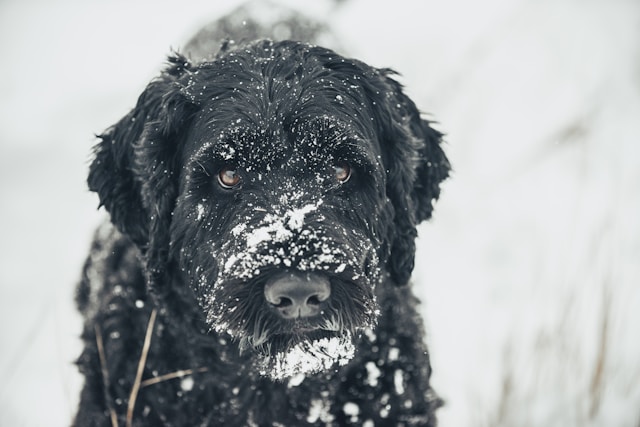 Ultimate Portuguese Water Dog Puppy Shopping List: Checklist of 23 Must-Have Items