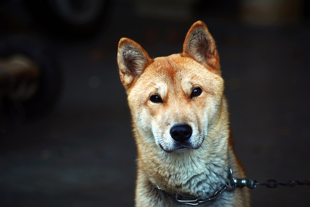 Ultimate Jindo Puppy Shopping List: Checklist of 23 Must-Have Items