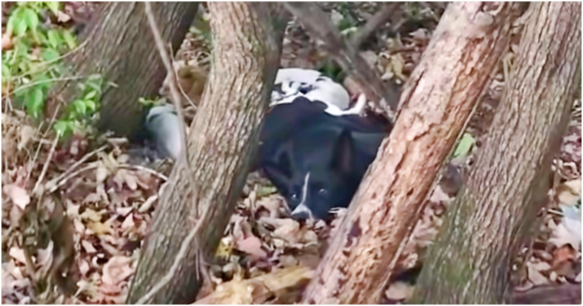 Dog Was Too Weak To Move In Woods But ‘Concealed’ Gifts That Were Depleting Her