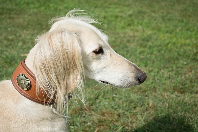 Ultimate Saluki Puppy Shopping List: Checklist of 23 Must-Have Items