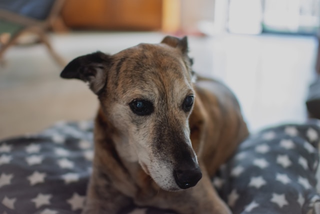 Ultimate Lurcher Puppy Shopping List: Checklist of 23 Must-Have Items