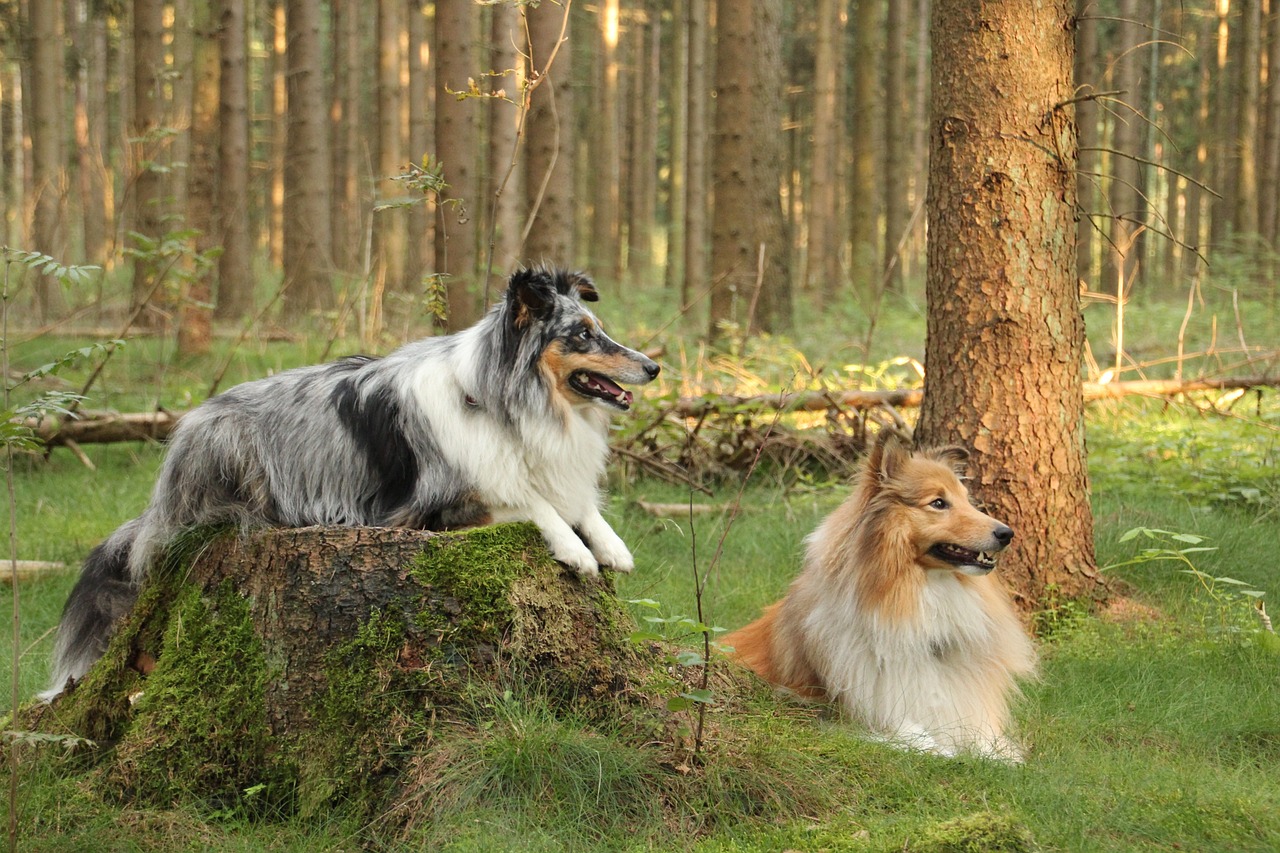 The 7 Most Unusual Habits of Shelties