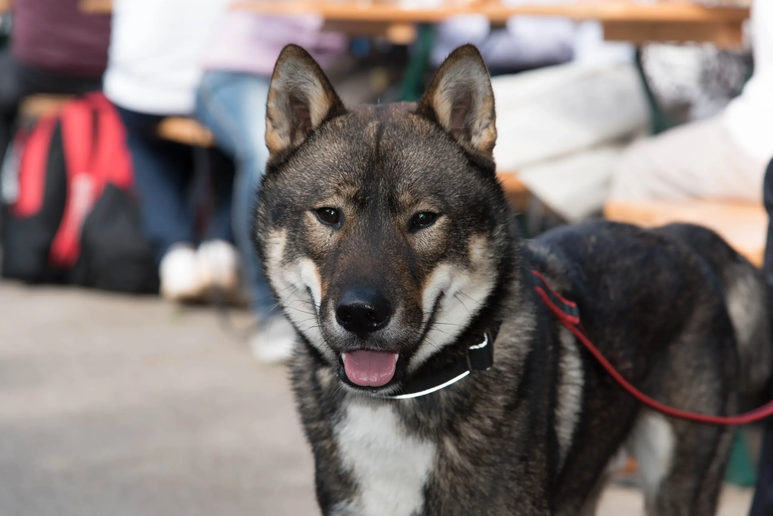 Ultimate Japanese Shikoku Ken Puppy Shopping List: Checklist of 23 Must-Have Items