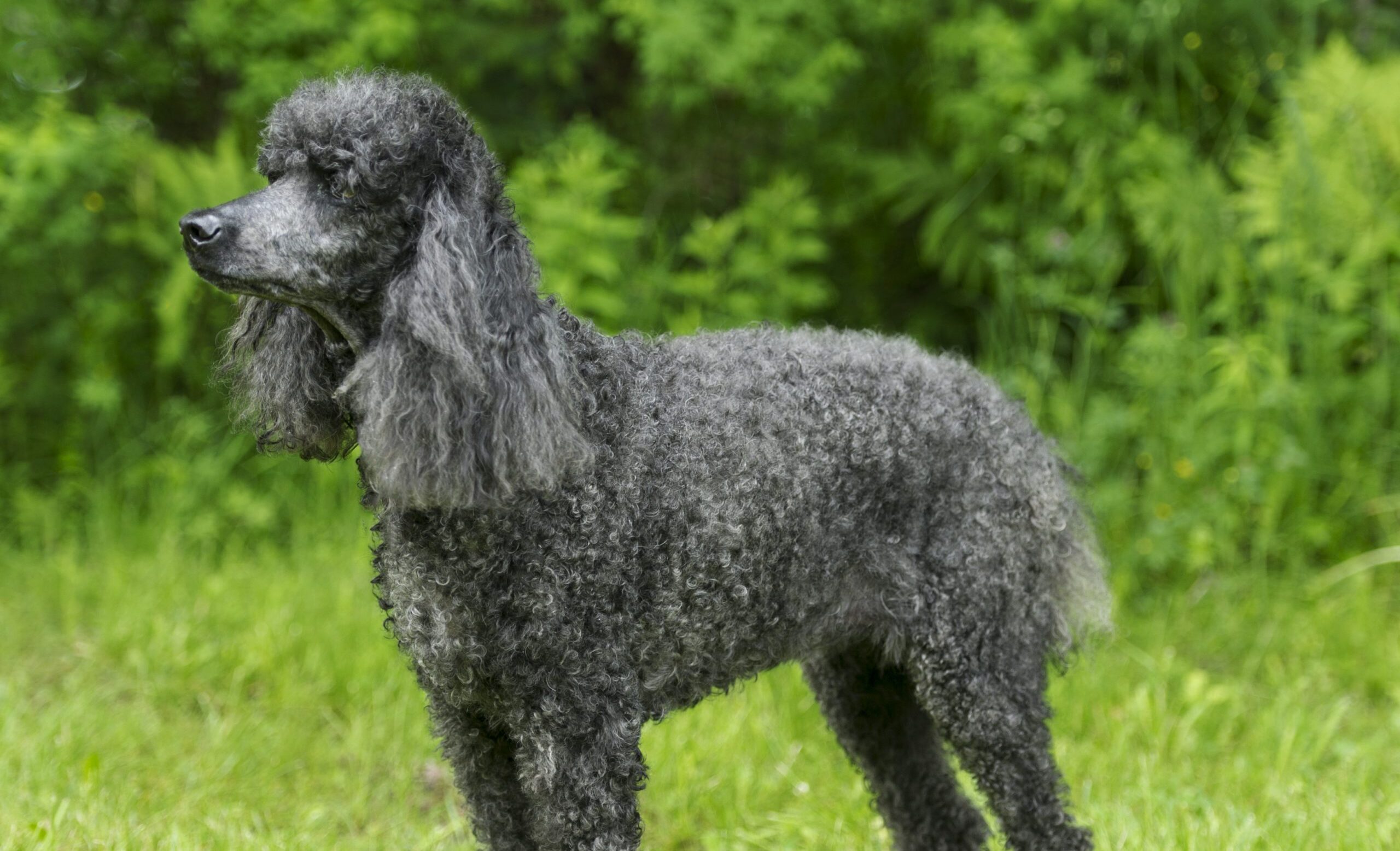 Black,Standard,Poodle,Standing,In,Grass